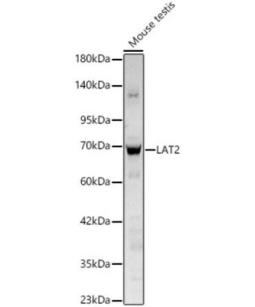 LAT2 Rabbit Polyclonal Antibody