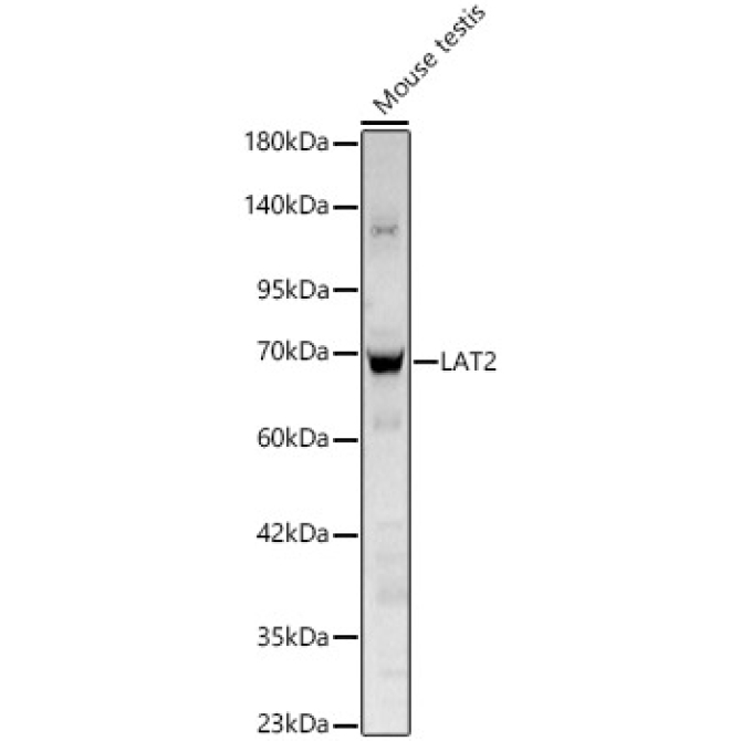 LAT2 Rabbit Polyclonal Antibody