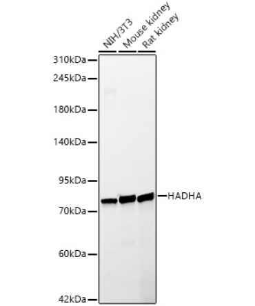 HADHA Rabbit PolyMonoclonal Antibody?
