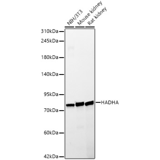 HADHA Rabbit PolyMonoclonal Antibody?