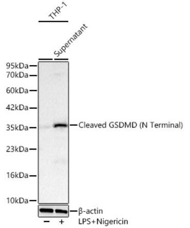 Cleaved Gasdermin D (N Terminal) Rabbit Monoclonal Antibody