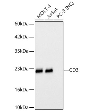 CD3E Rabbit Monoclonal Antibody