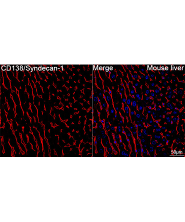 CD138/Syndecan-1 Rabbit Monoclonal Antibody