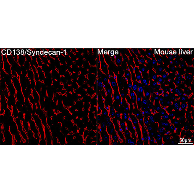 CD138/Syndecan-1 Rabbit Monoclonal Antibody