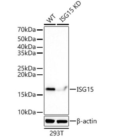 ISG15 Rabbit Monoclonal Antibody [KD Validated]
