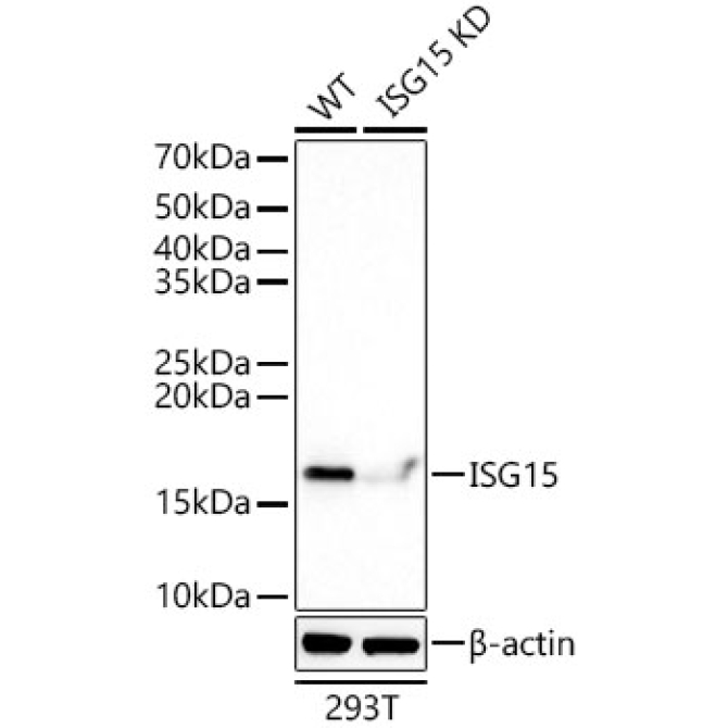 ISG15 Rabbit Monoclonal Antibody [KD Validated]