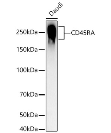 CD45RA Rabbit Monoclonal Antibody