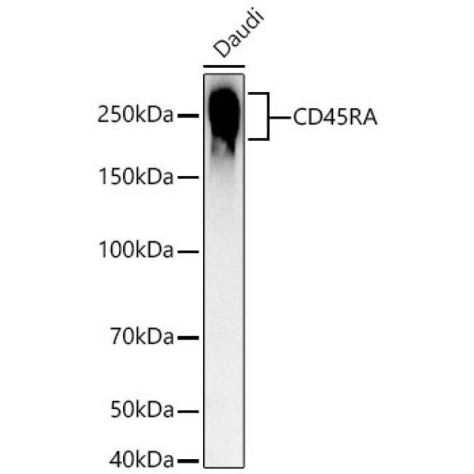 CD45RA Rabbit Monoclonal Antibody