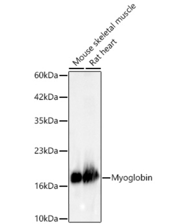 Myoglobin Rabbit Monoclonal Antibody