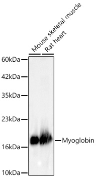 Myoglobin Rabbit Monoclonal Antibody