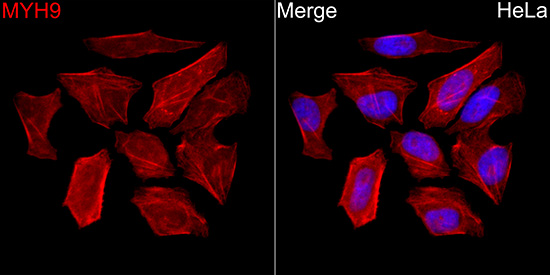 MYH9 Rabbit Polyclonal Antibody