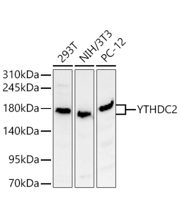 YTHDC2 Rabbit Polyclonal Antibody [KD Validated]