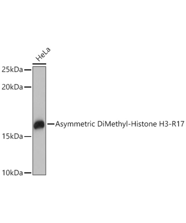 Asymmetric DiMethyl-Histone H3-R17 Rabbit Polyclonal Antibody