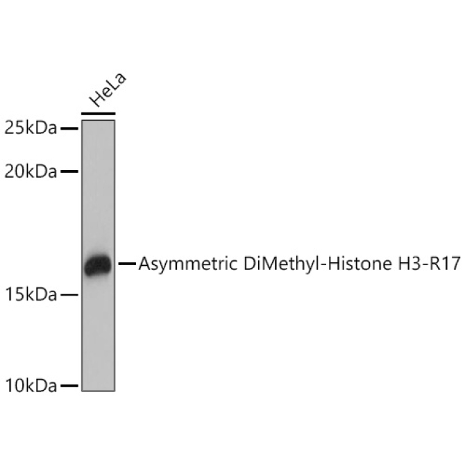 Asymmetric DiMethyl-Histone H3-R17 Rabbit Polyclonal Antibody