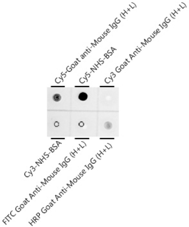 Cy5 Rabbit Monoclonal Antibody