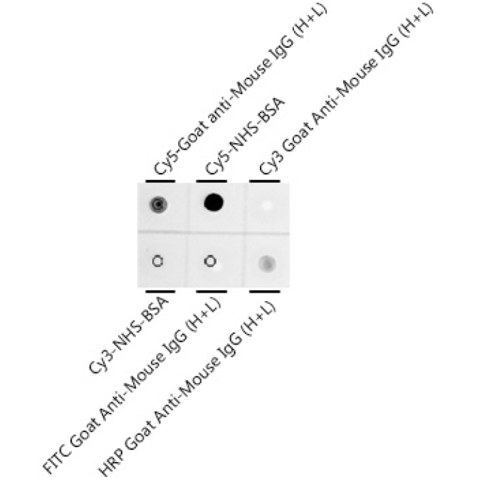 Cy5 Rabbit Monoclonal Antibody