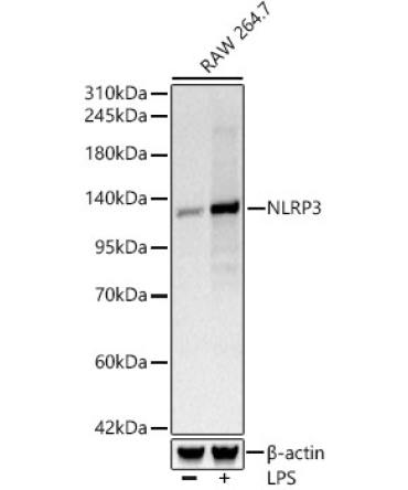 NLRP3 Rabbit Monoclonal Antibody