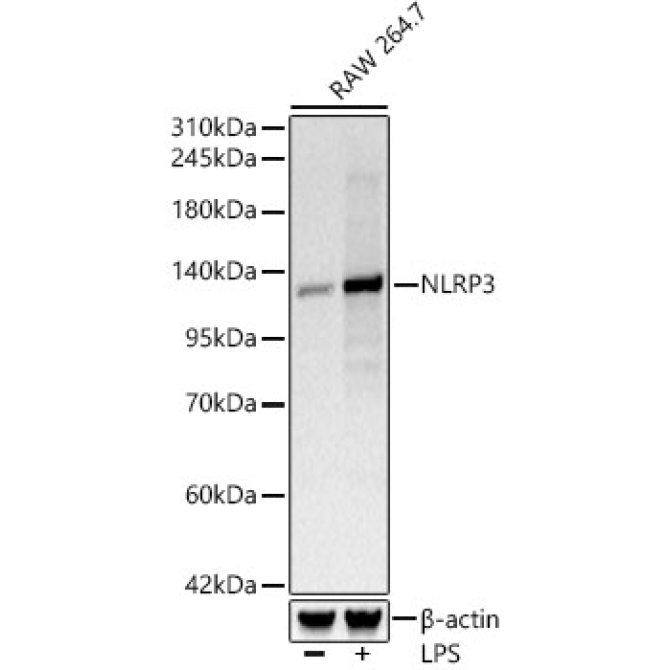 NLRP3 Rabbit Monoclonal Antibody
