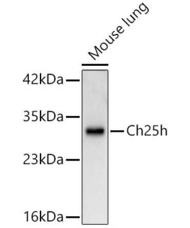 Ch25h Rabbit Polyclonal Antibody
