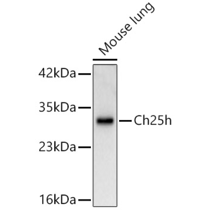 Ch25h Rabbit Polyclonal Antibody