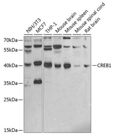 CREB1 Rabbit Polyclonal Antibody