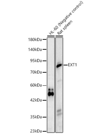 EXT1 Rabbit Polyclonal Antibody