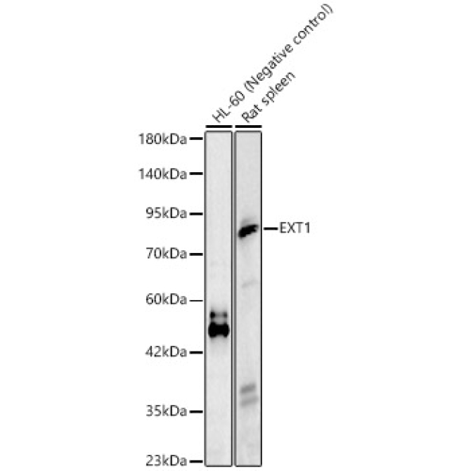EXT1 Rabbit Polyclonal Antibody