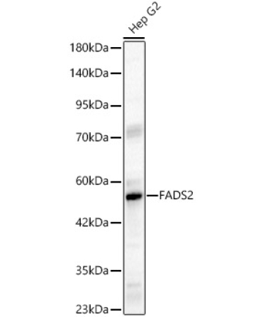 FADS2 Rabbit Polyclonal Antibody