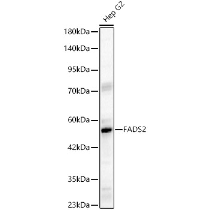 FADS2 Rabbit Polyclonal Antibody