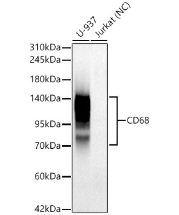 CD68 Rabbit PolyMonoclonal Antibody?