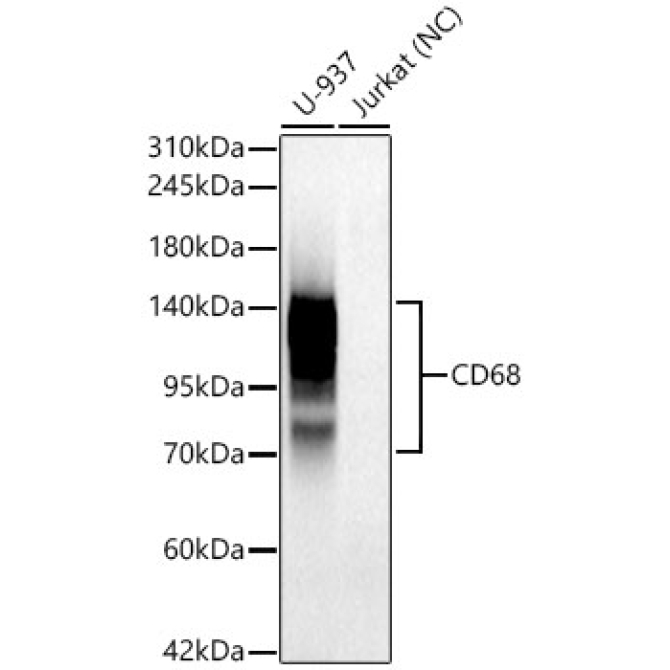 CD68 Rabbit PolyMonoclonal Antibody?