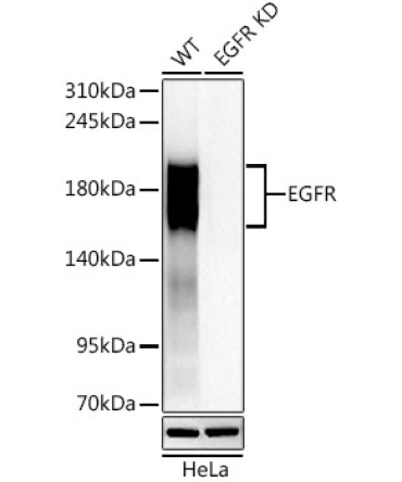 EGFR Rabbit PolyMonoclonal Antibody [KD Validated]
