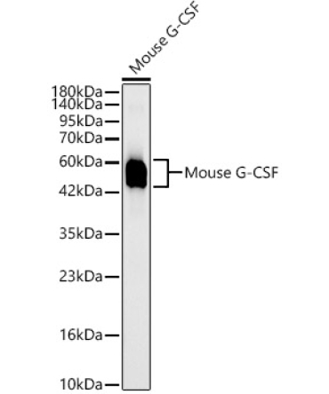 Mouse G-CSF Rabbit Monoclonal Antibody