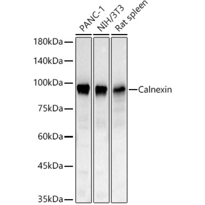 Calnexin Rabbit Polyclonal Antibody