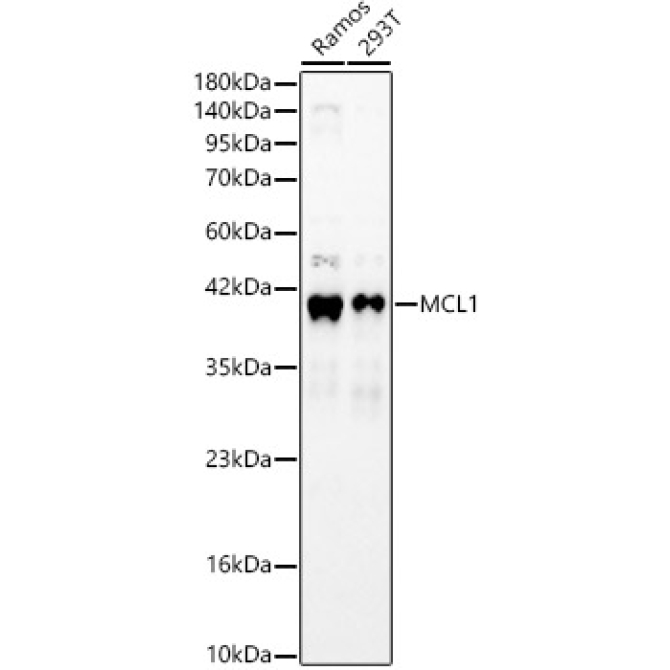 MCL1 Rabbit Polyclonal Antibody