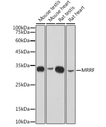 MRRF Rabbit Monoclonal Antibody