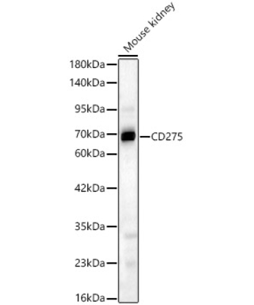 CD275 Rabbit Polyclonal Antibody