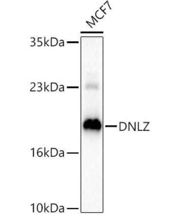 DNLZ Rabbit Polyclonal Antibody