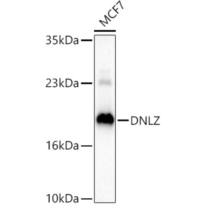DNLZ Rabbit Polyclonal Antibody