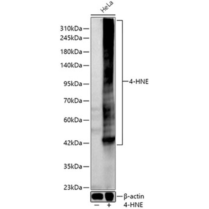 4-HNE Rabbit Polyclonal Antibody