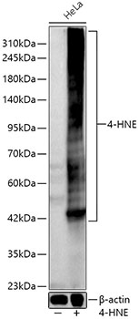 4-HNE Rabbit Polyclonal Antibody