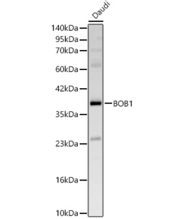 BOB1 Rabbit Polyclonal Antibody