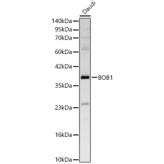 BOB1 Rabbit Polyclonal Antibody