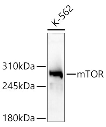 mTOR Rabbit Polyclonal Antibody