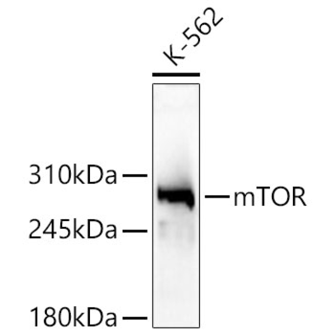 mTOR Rabbit Polyclonal Antibody