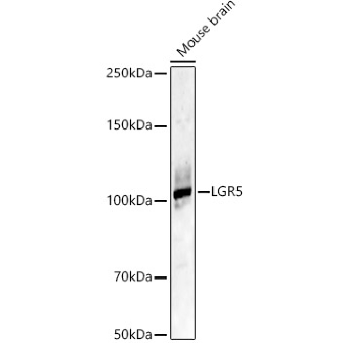 LGR5 Rabbit Polyclonal Antibody