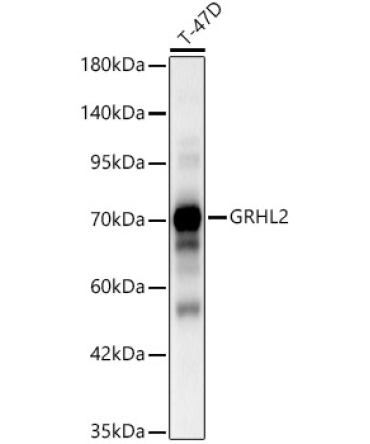 GRHL2 Rabbit Polyclonal Antibody
