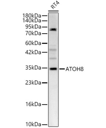 ATOH8 Rabbit Polyclonal Antibody
