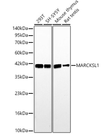 MARCKSL1 Rabbit Polyclonal Antibody