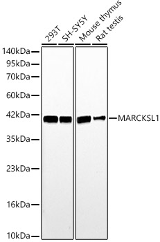 MARCKSL1 Rabbit Polyclonal Antibody